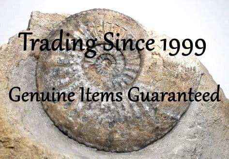 buying fossils online